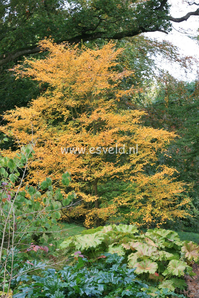 Betula chinensis