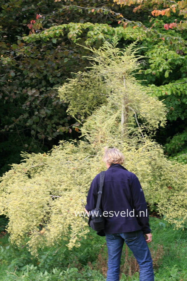 Azara microphylla 'Variegata'