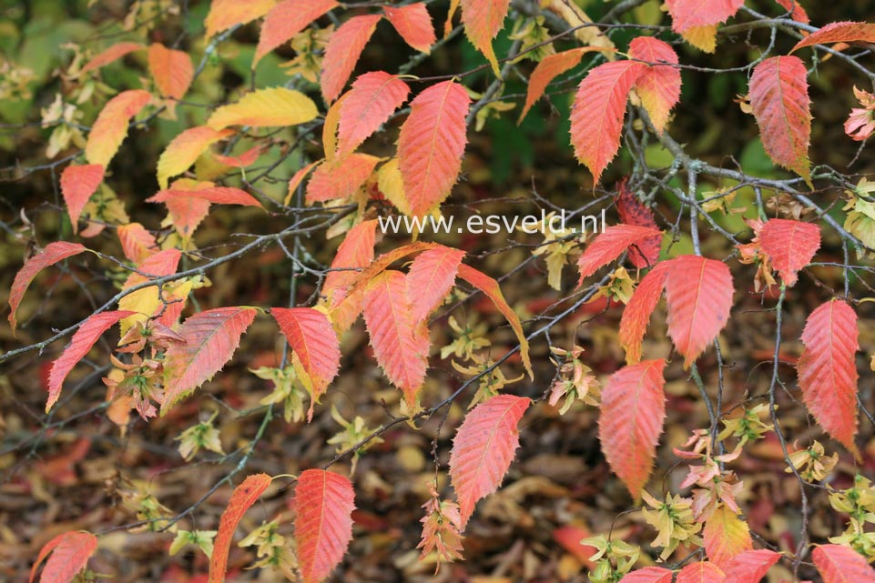 Carpinus caroliniana