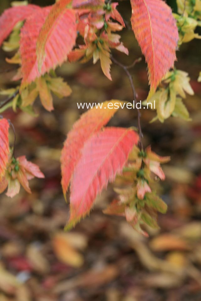 Carpinus caroliniana