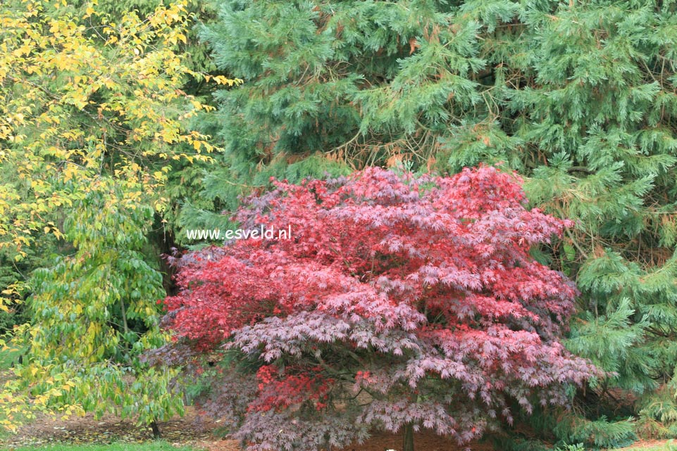 Acer palmatum 'Sumi nagashi'