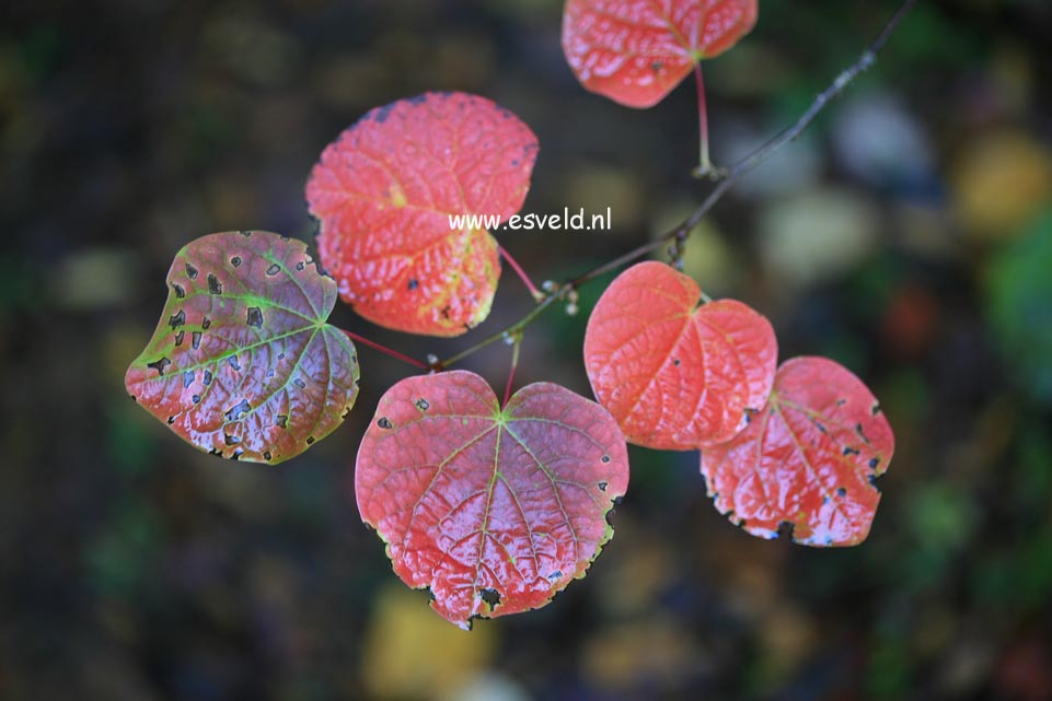 Disanthus cercidifolius