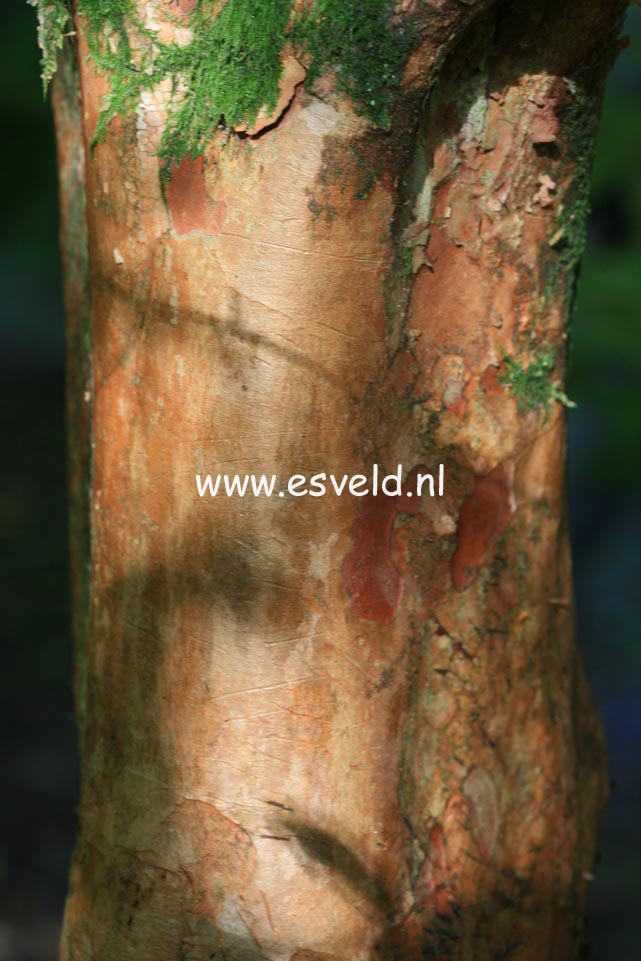 Stewartia sinensis