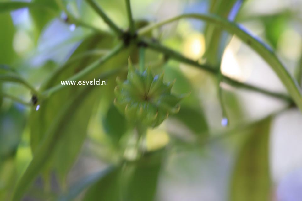 Illicium henryi