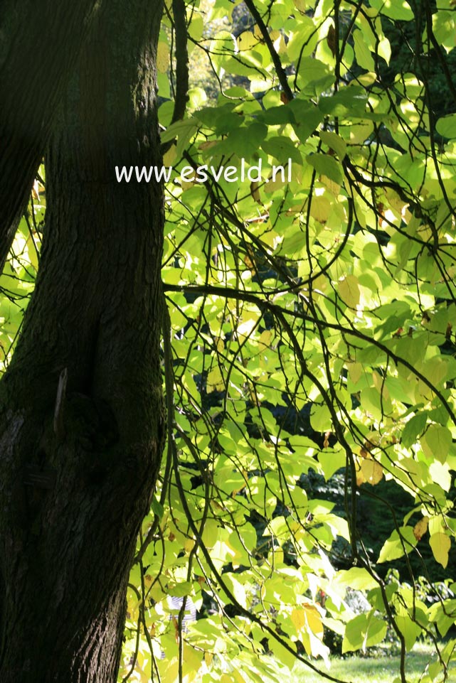 Catalpa bignonioides