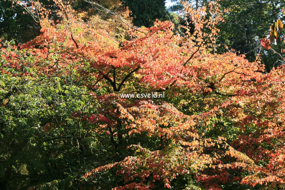 Parrotia persica