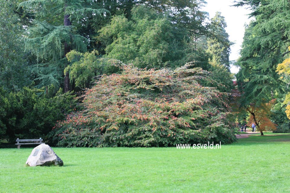 Parrotia persica