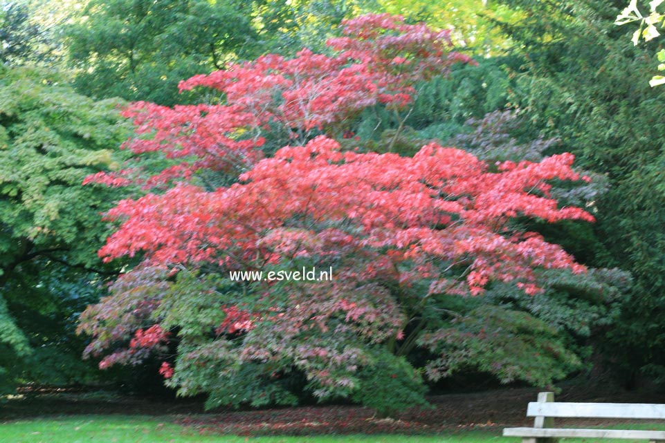 Acer palmatum ssp. amoenum