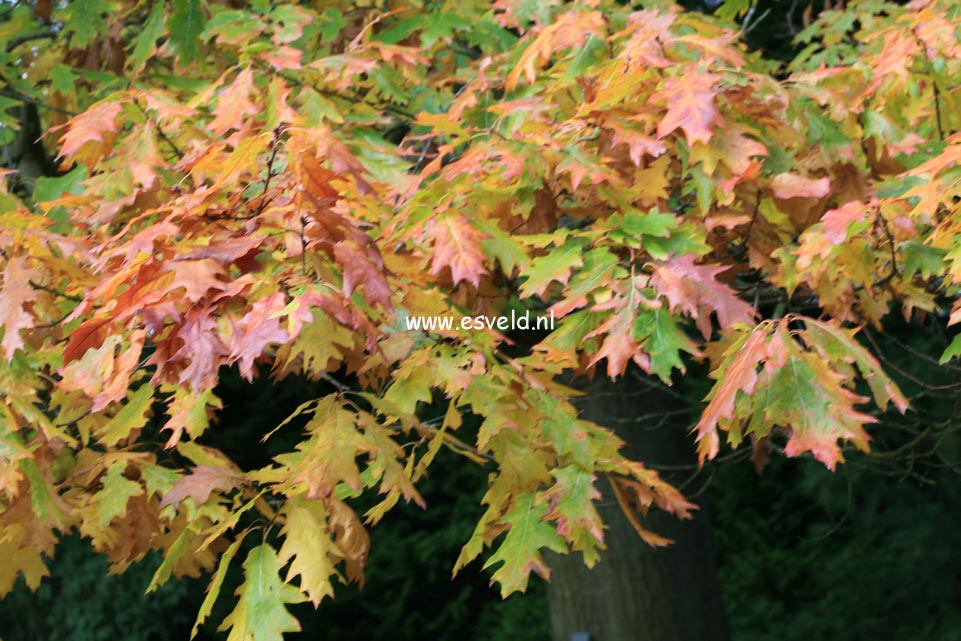 Quercus rubra