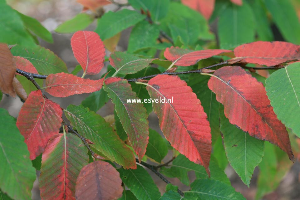 Nothofagus nervosa