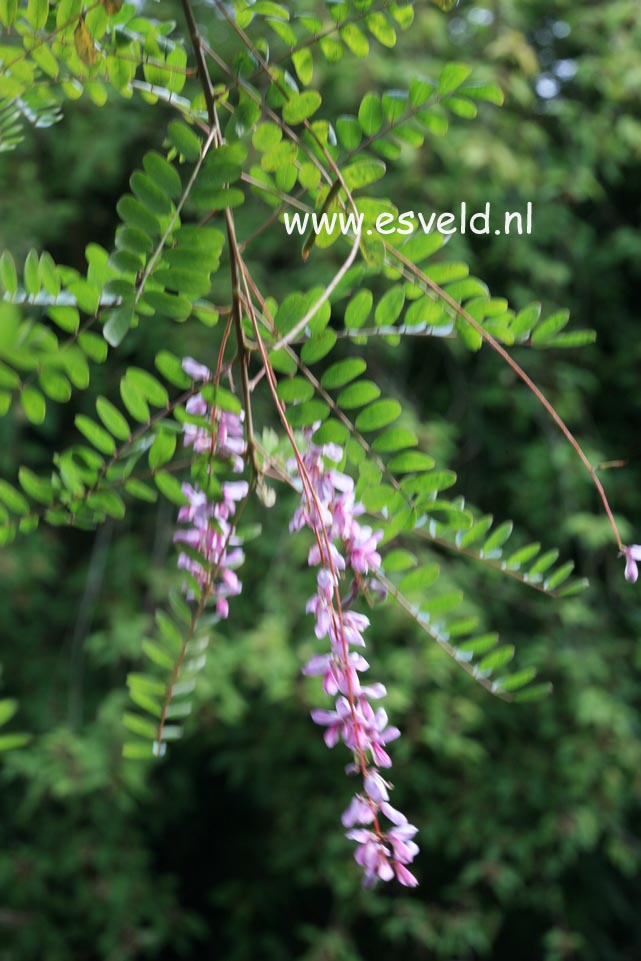 Indigofera pendula