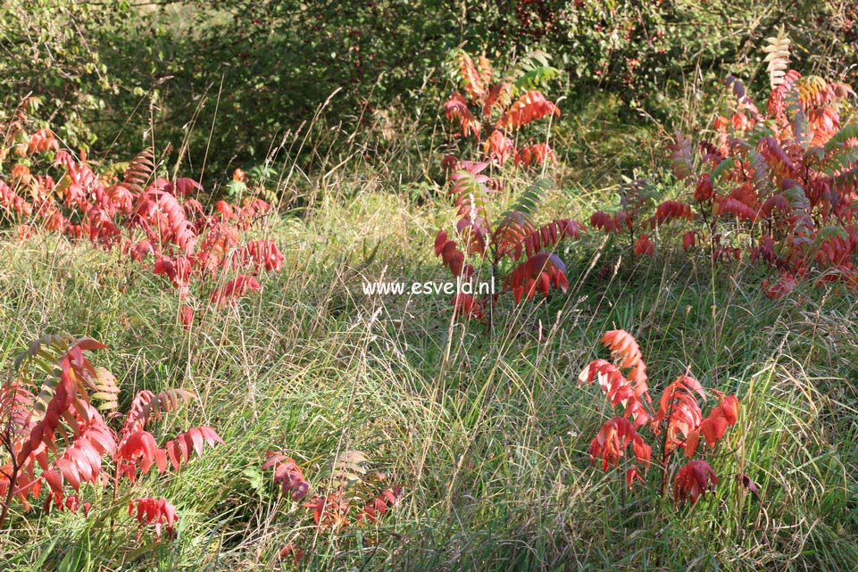 Rhus typhina