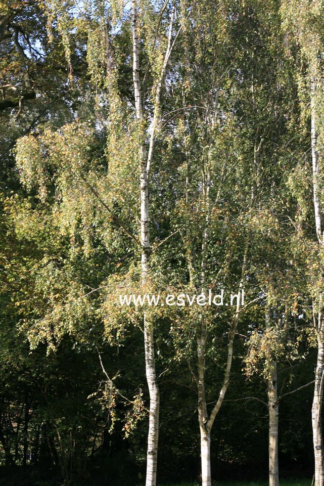 Betula pendula 'Tristis'