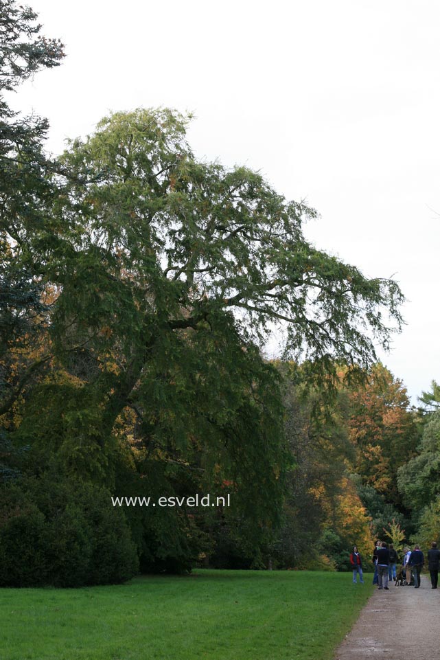 Nothofagus obliqua