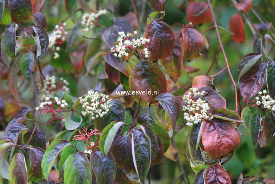 Cornus racemosa