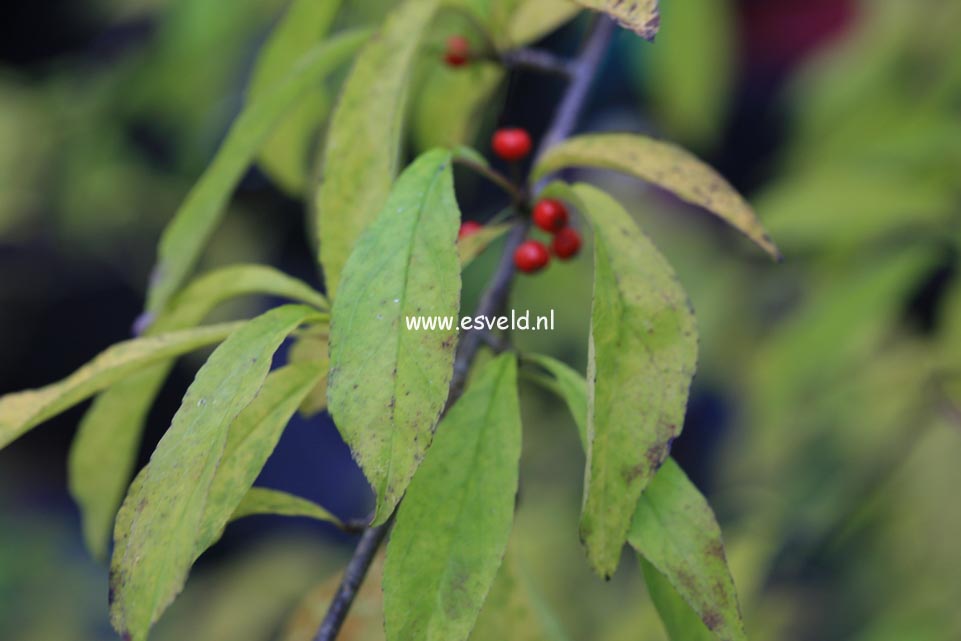 Ilex decidua