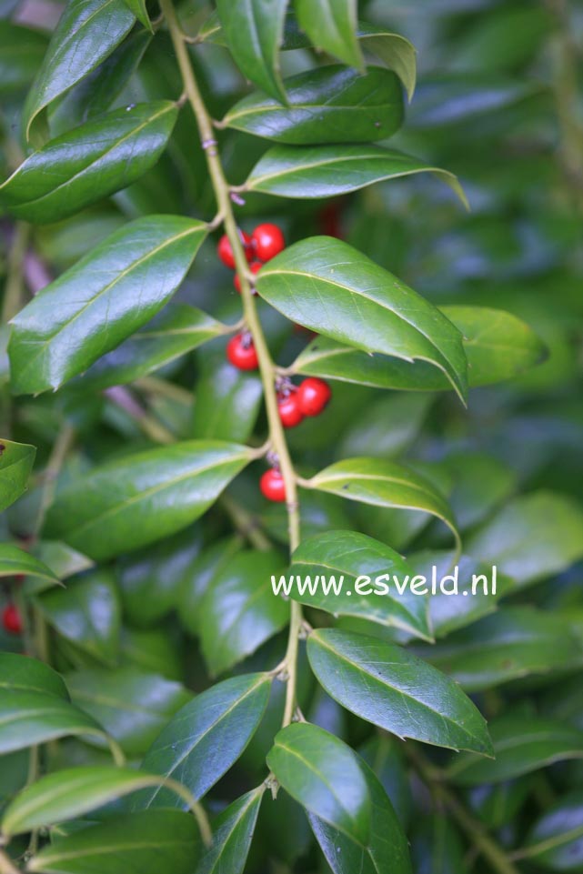 Ilex colchica