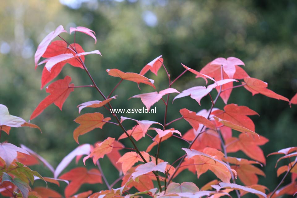 Liquidambar acalycina