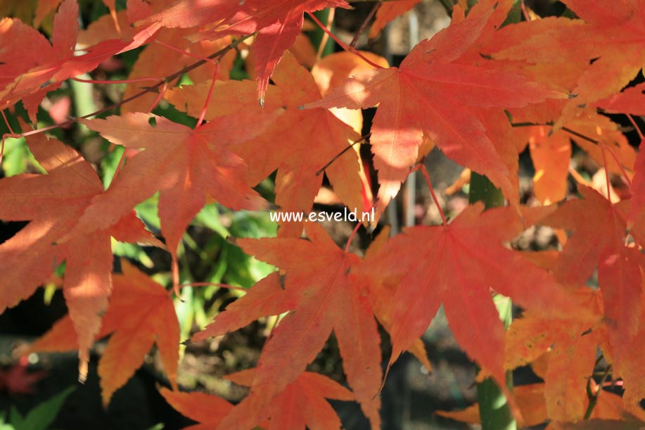 Acer palmatum 'Nakahara beni'