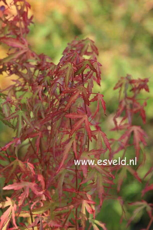 Acer palmatum 'Diana'