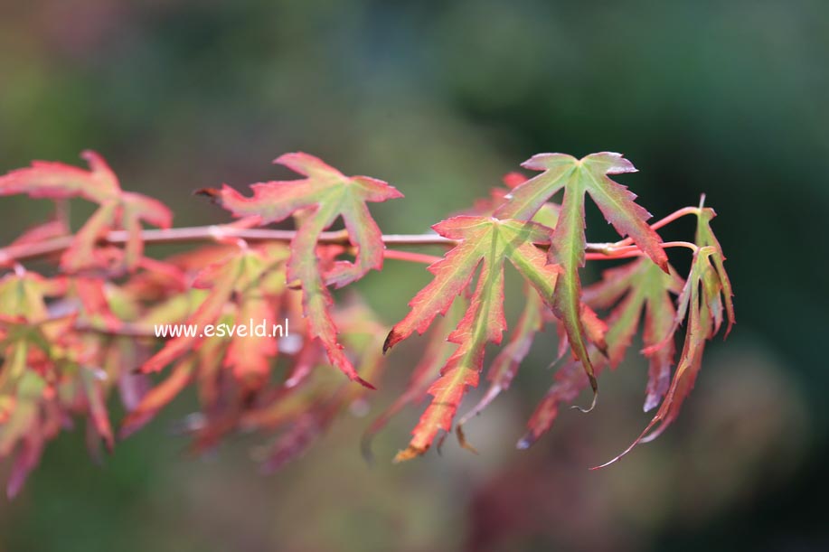 Acer palmatum 'Diana'