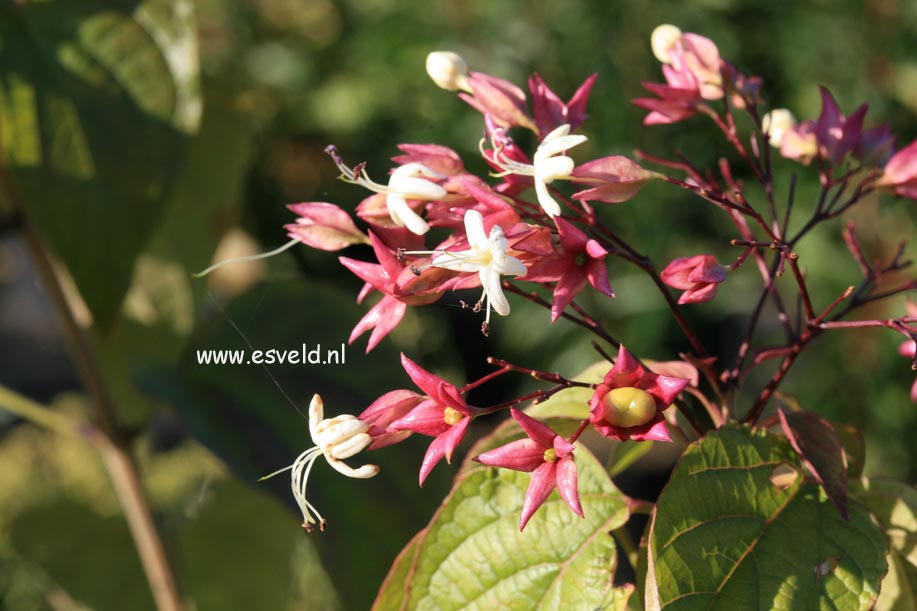 Clerodendrum trichotomum 'Purple Blaze'