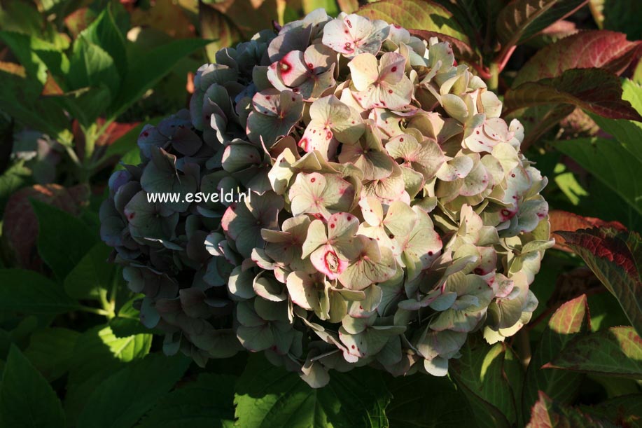 Hydrangea macrophylla 'Miss Hepburn'