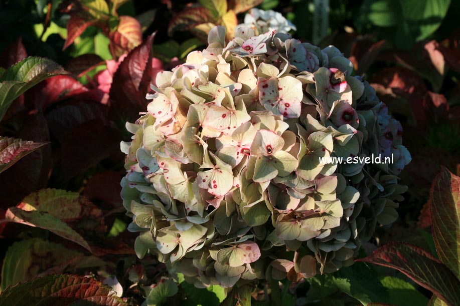 Hydrangea macrophylla 'Miss Hepburn'