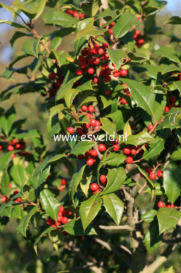 Ilex opaca 'Clarissa'