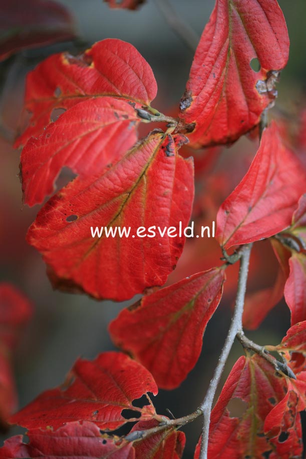 Parrotia persica