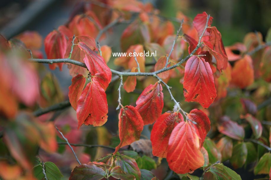 Parrotia persica