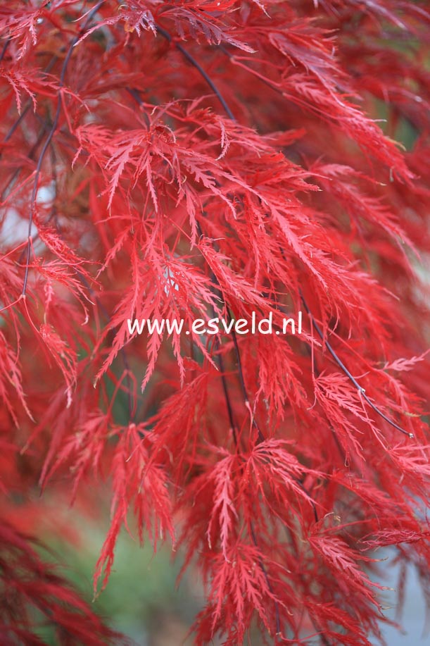 Acer palmatum 'Nomura shidare'