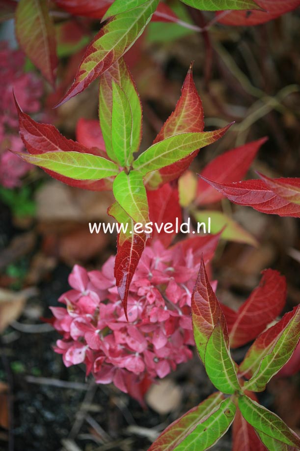 Hydrangea macrophylla 'Lausanne'