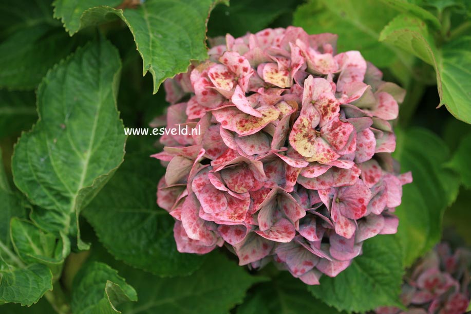 Hydrangea macrophylla 'Bela'