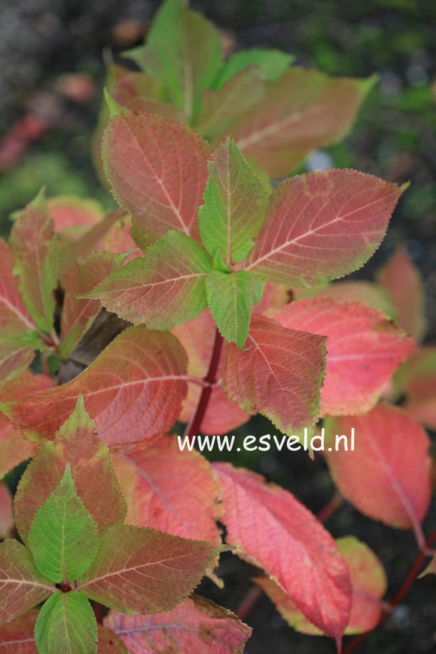 Hydrangea macrophylla 'Youmetwo' (ETERNITY)