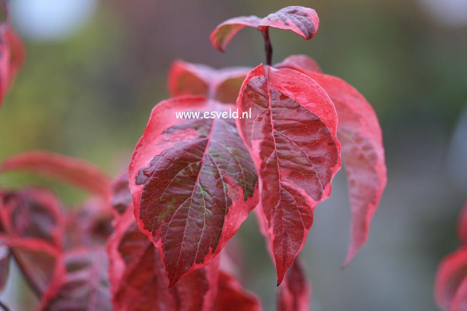 Cornus florida 'Daybreak'