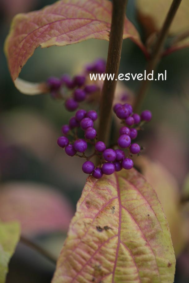 Callicarpa japonica 'Koshima no homate'