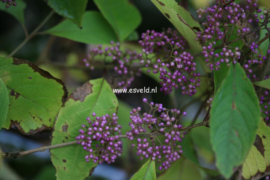 Callicarpa yunnanensis