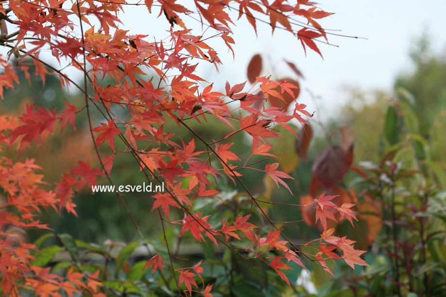 Acer palmatum 'Jiroh shidare'