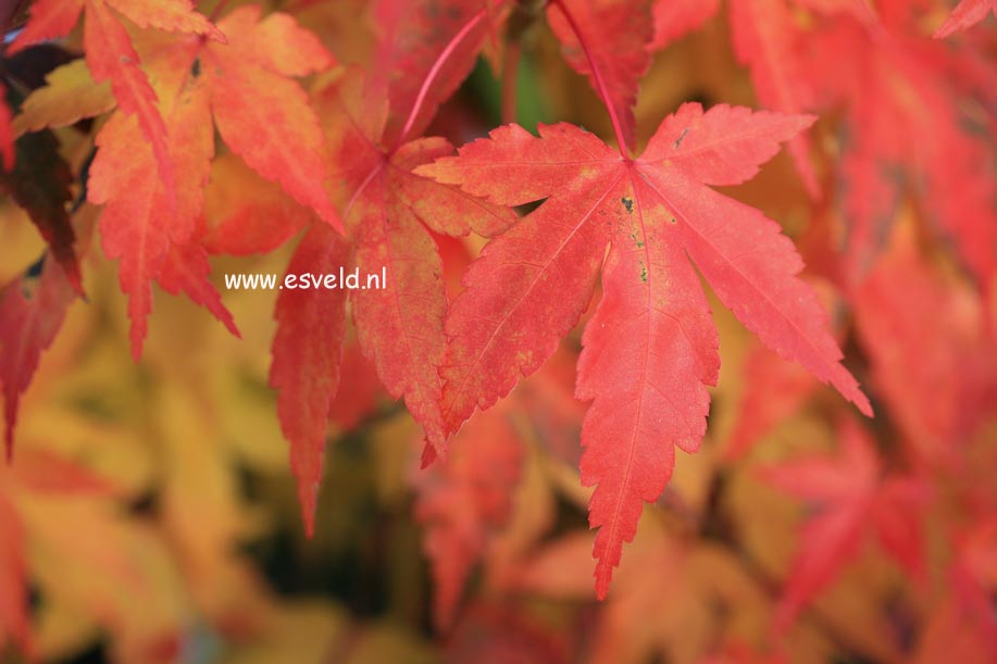 Acer palmatum 'Kenkoh nishiki'