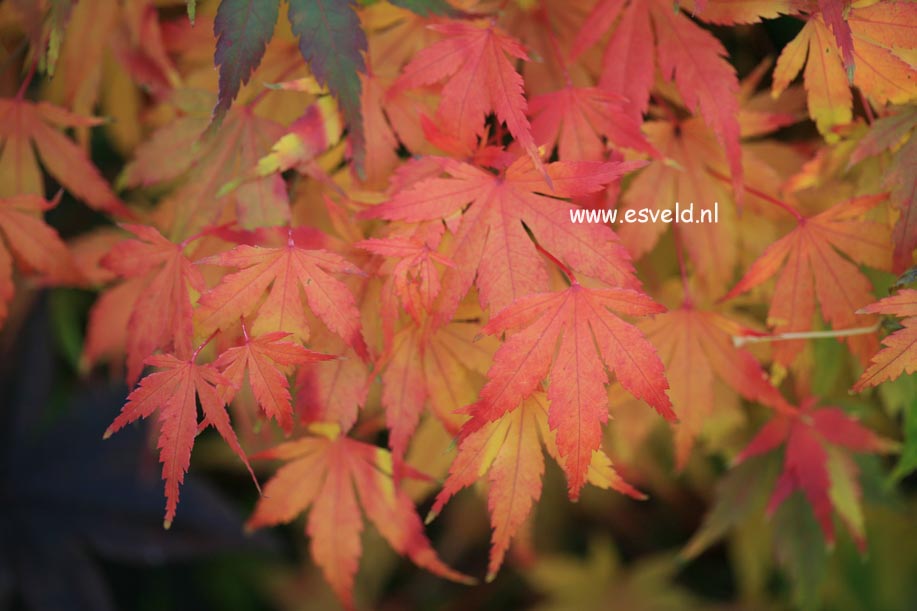 Acer palmatum 'Mai mori'