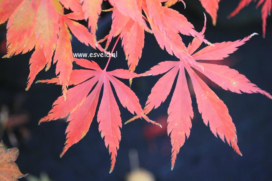 Acer palmatum 'Kenzan'