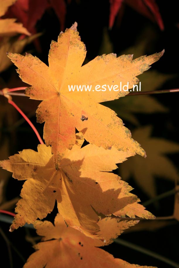 Acer palmatum 'Gentaku'