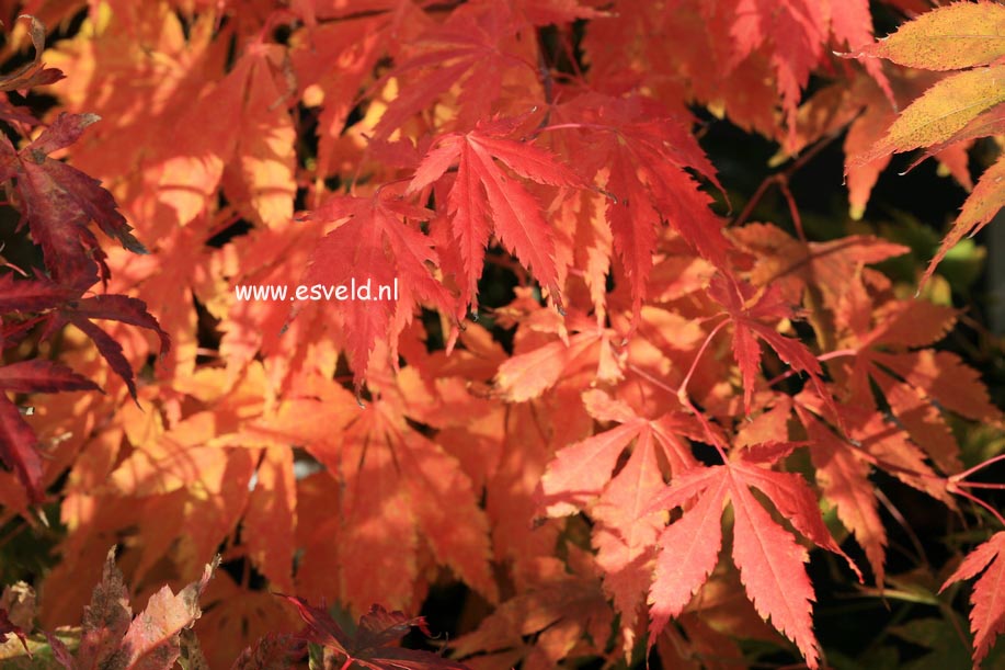 Acer palmatum 'Fukuya'