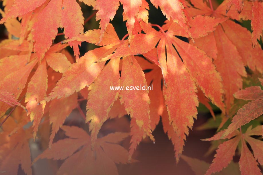 Acer palmatum 'Fukuya'