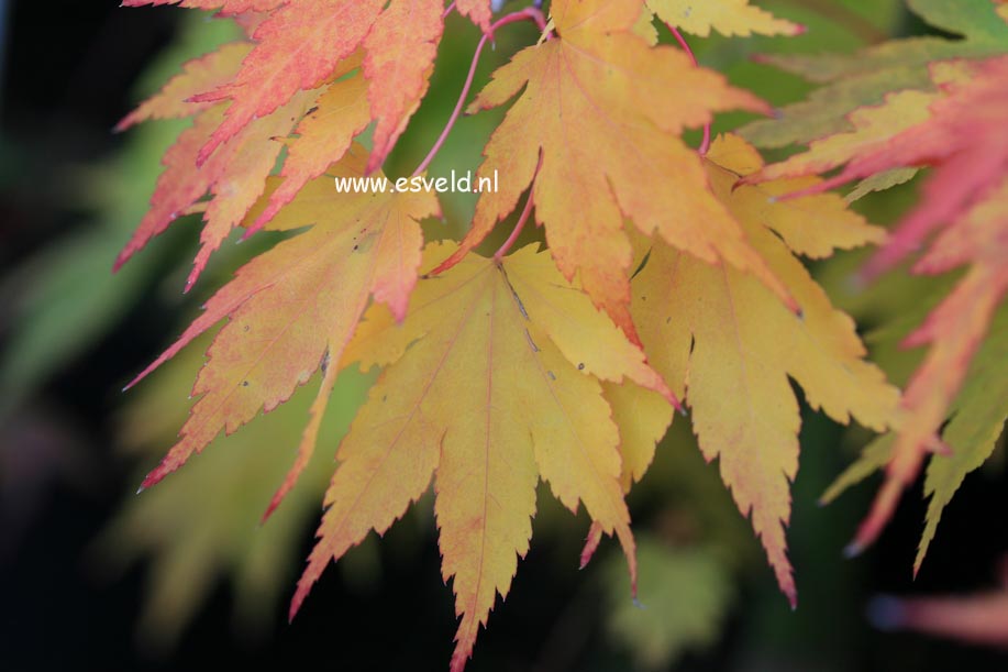 Acer palmatum 'Muko gasa'