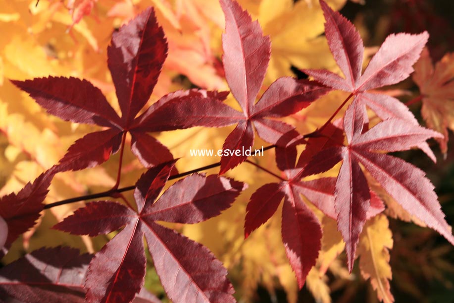 Acer palmatum 'Summer Sunset'