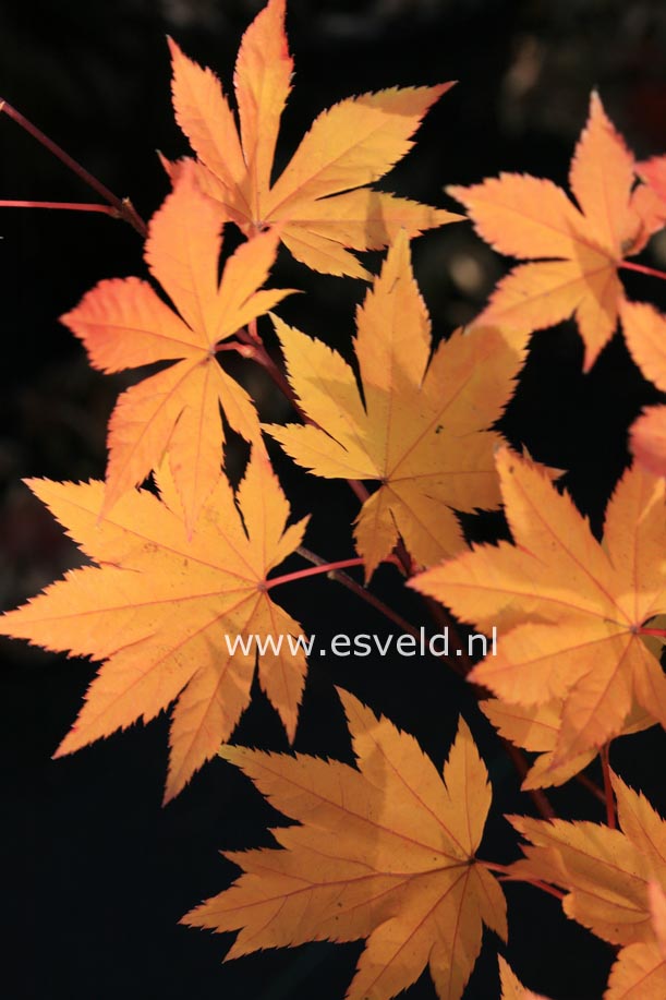 Acer sieboldianum 'Kinu gasa yama'