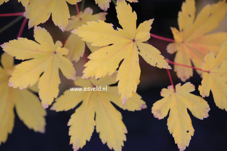 Acer palmatum 'Kohya madani nishiki'