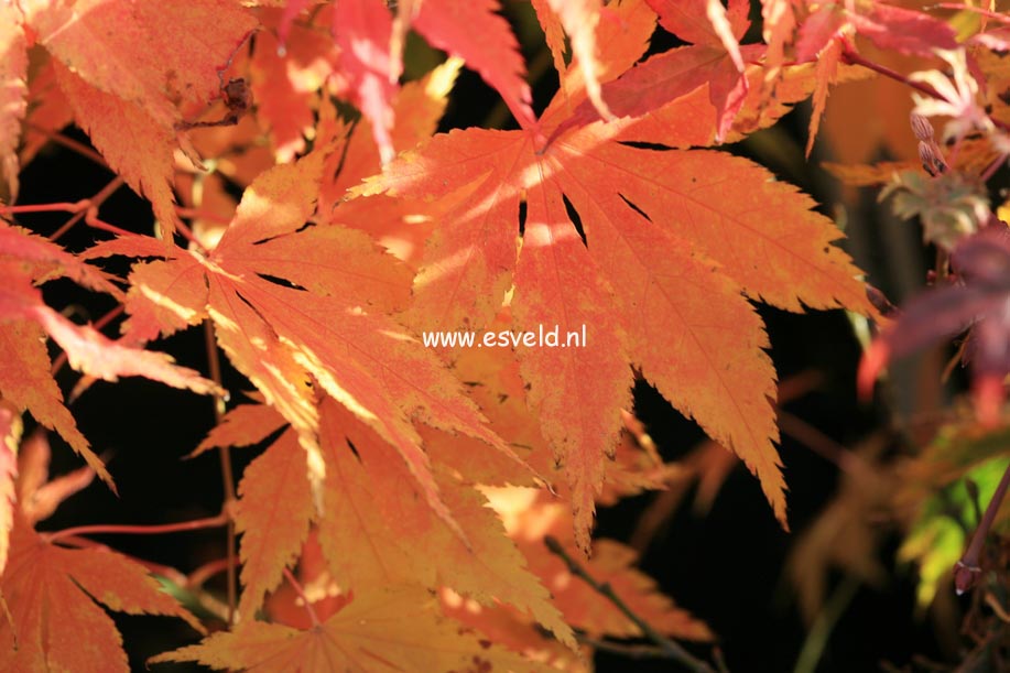 Acer palmatum 'Fukuya'